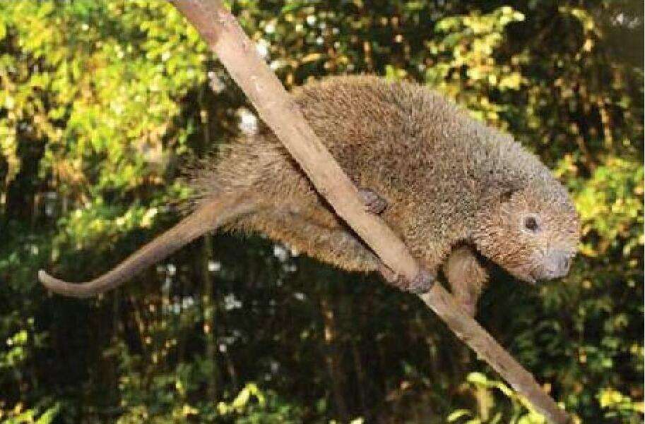 Image of Bristle-spined Porcupine