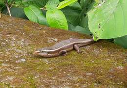 Image of Common Garden Skink