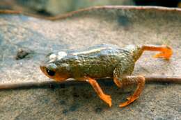 Image of Saddleback toad