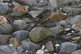 Image of Myrtle Warbler