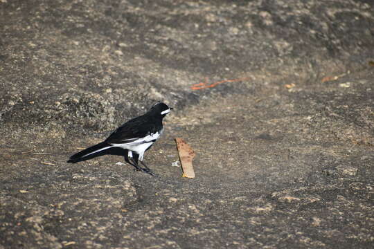 Image of White-browed Wagtail