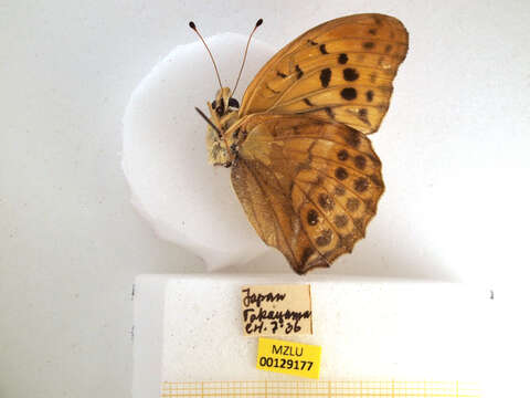 Image of Argynnis sagana