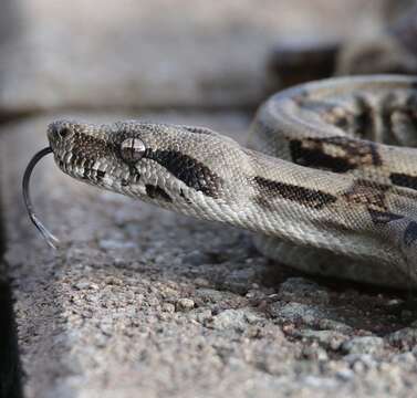 Image of Central American Boa