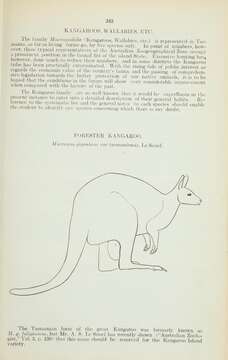 Image of kangaroo