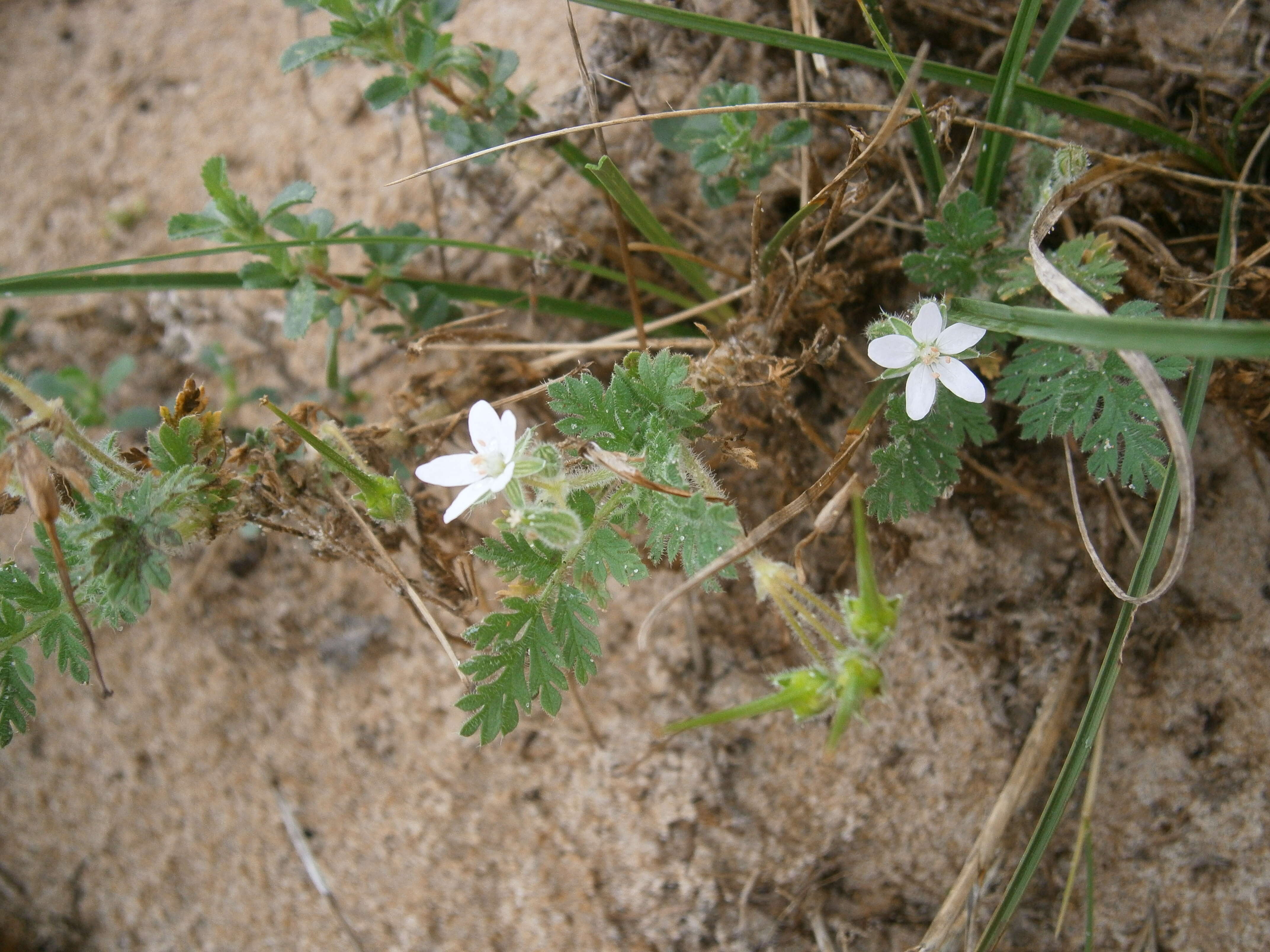 Image of Common Stork's-bill