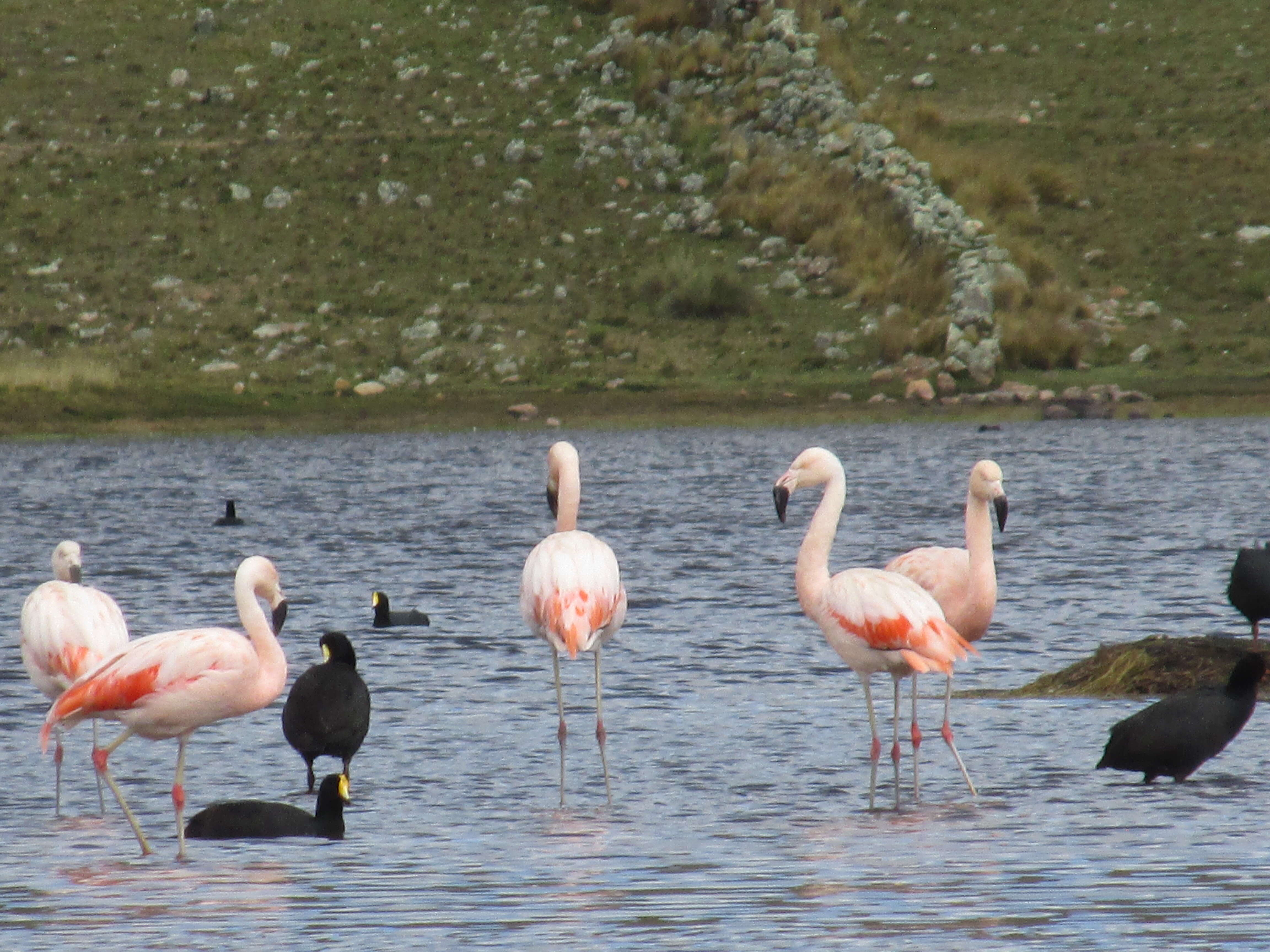 Imagem de Phoenicopterus chilensis Molina 1782