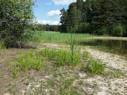 Image of Scirpus radicans Schkuhr