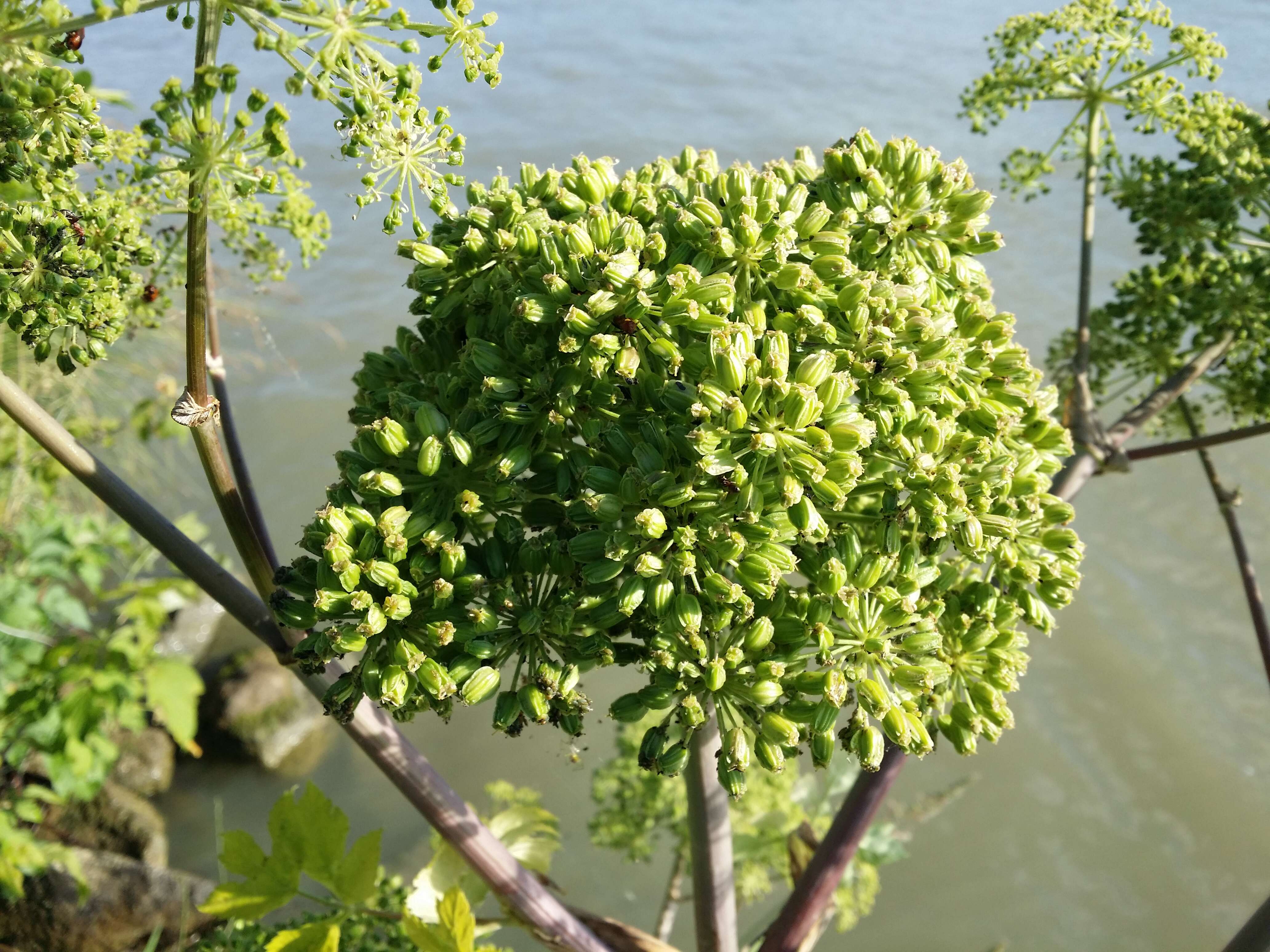 Image of Norwegian angelica