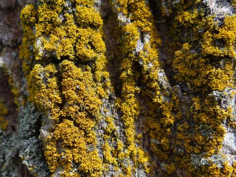 Image of lemon lichen