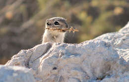 Image of white-tailed antelope squirrel