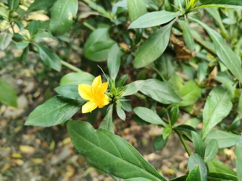 Image of porcupine flower