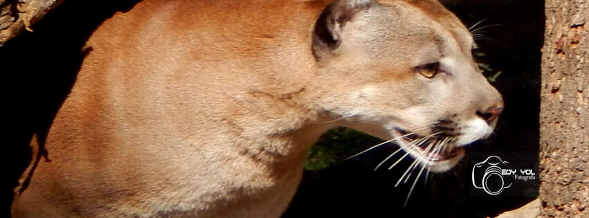 Image of Florida panther