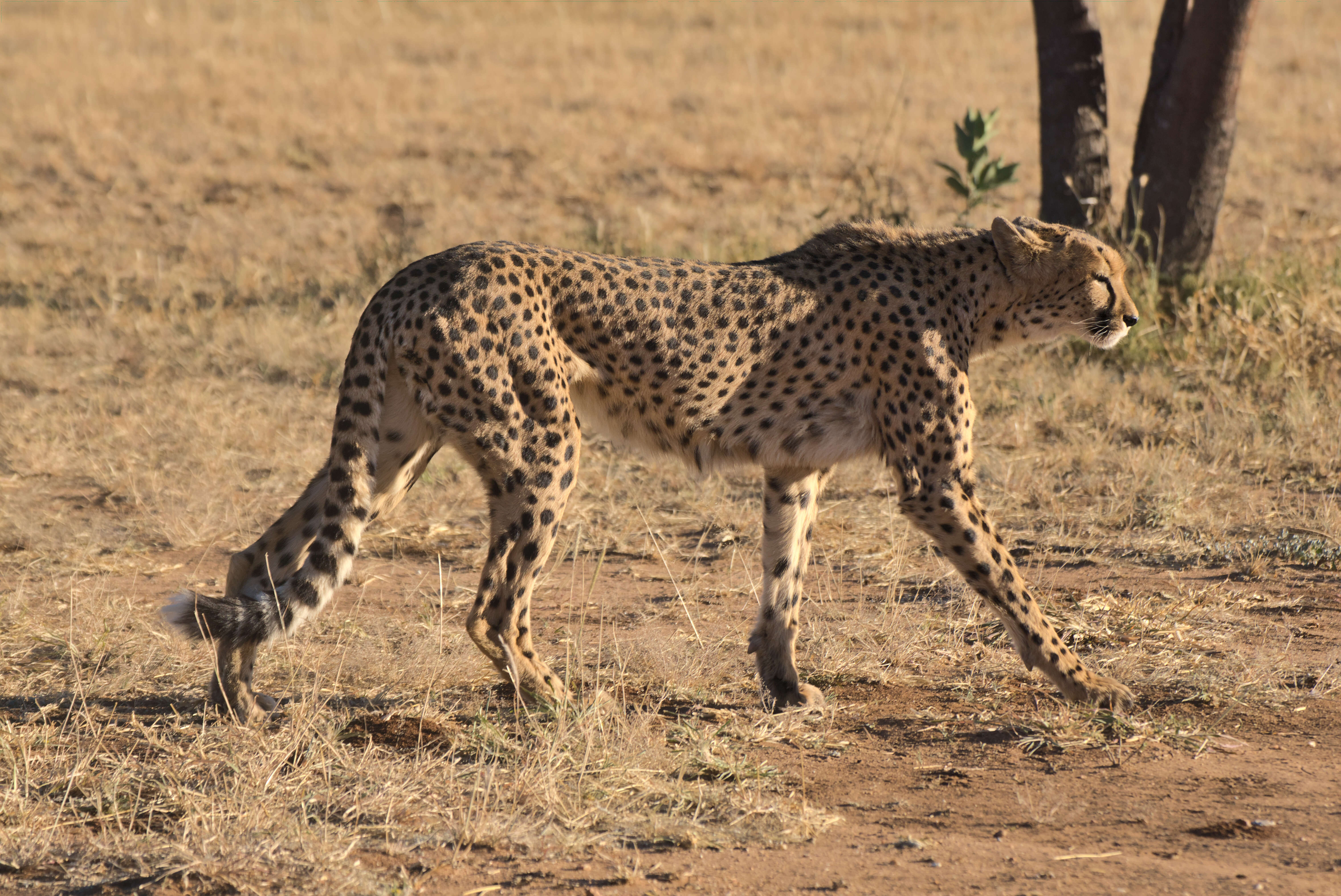 Image of Namibian cheetah