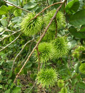 Image of rambutan