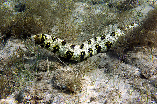 Image of Snowflake moray