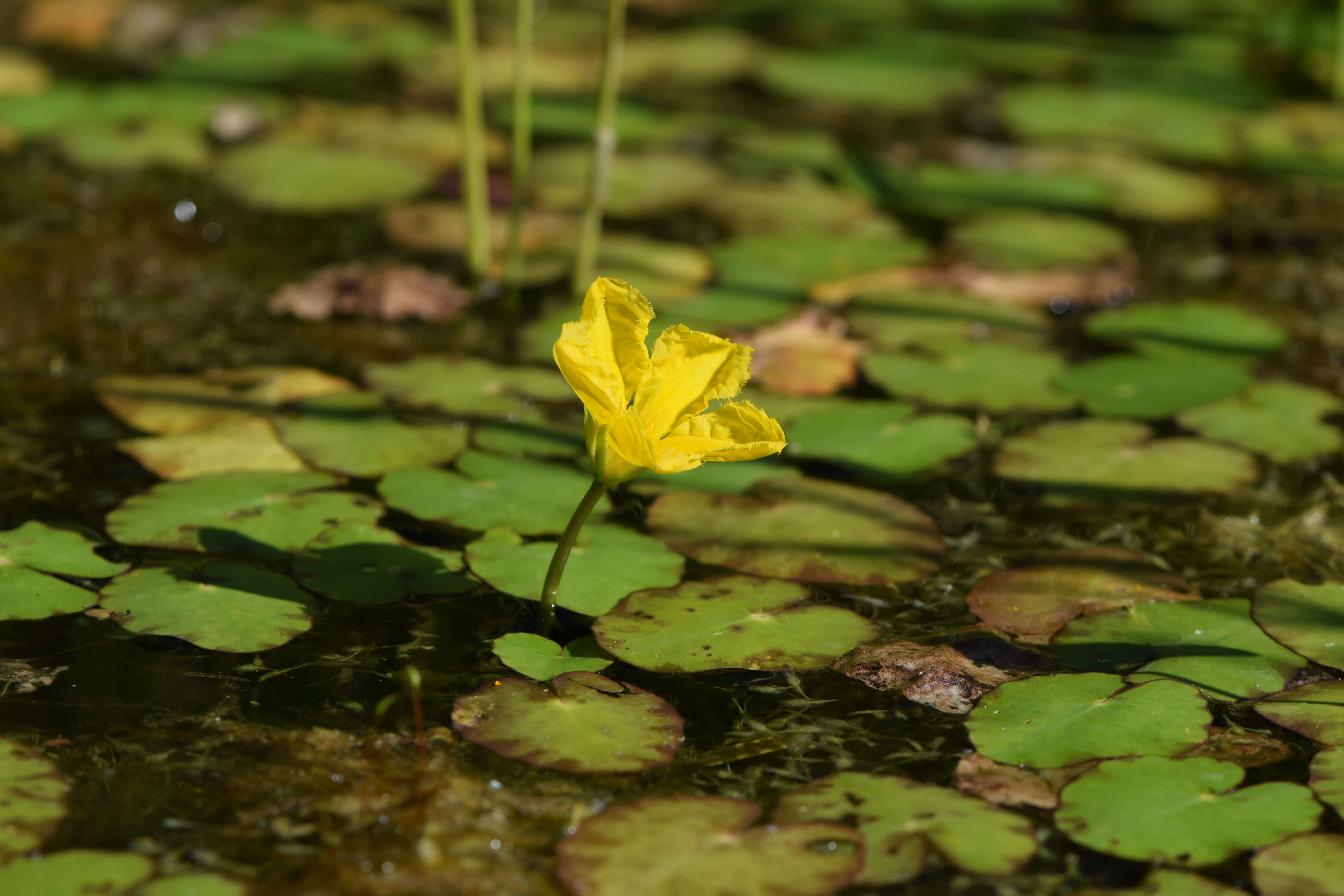 Image of yellow floatingheart