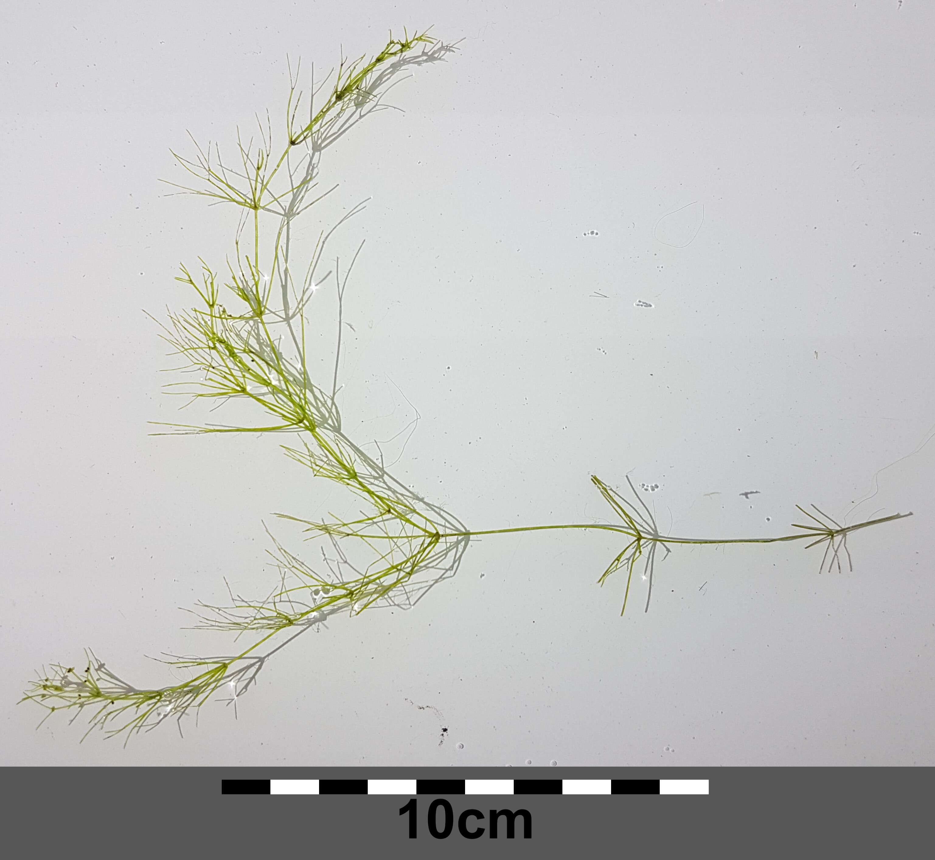 Image of Stonewort