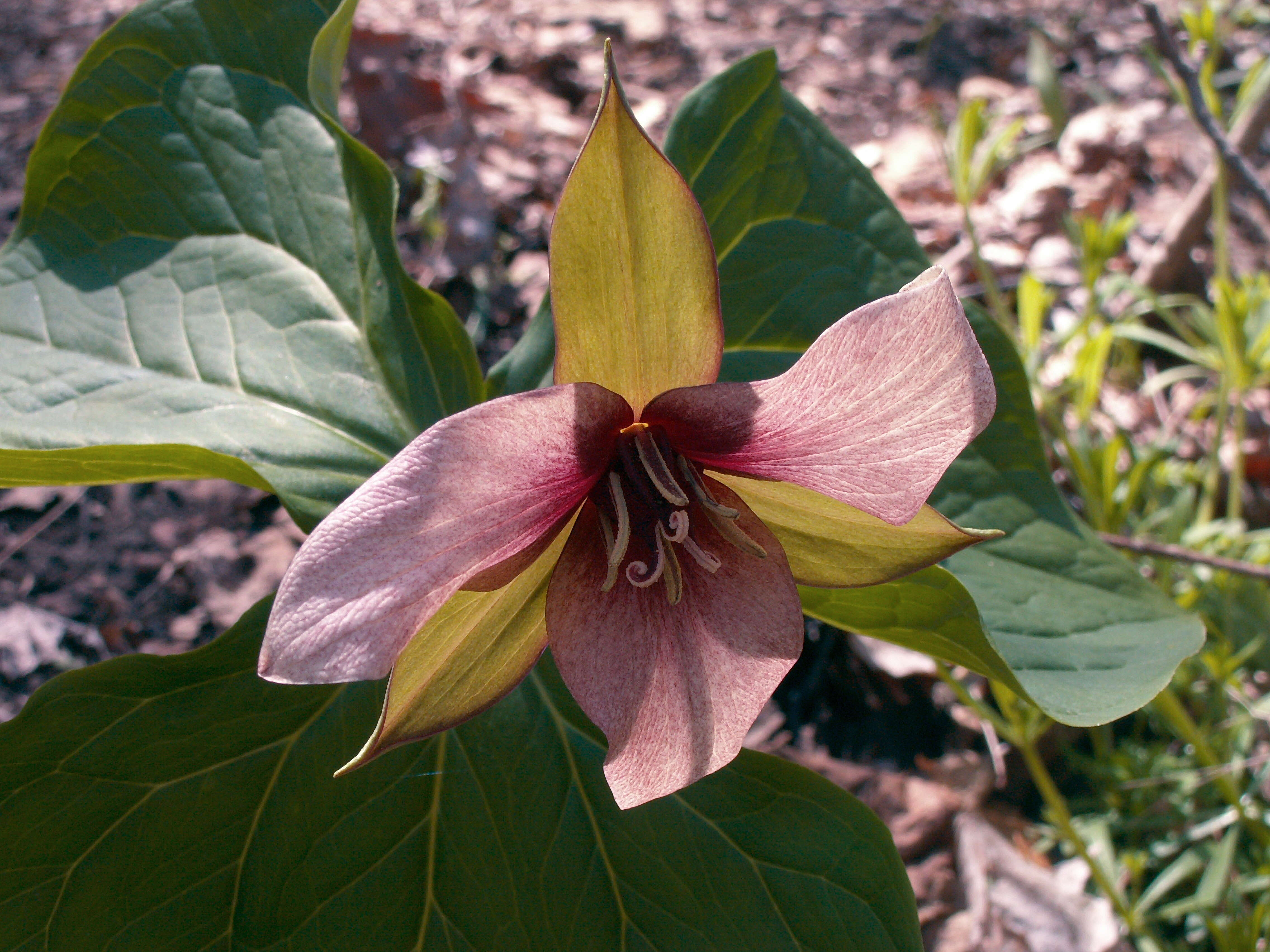 Image of red trillium