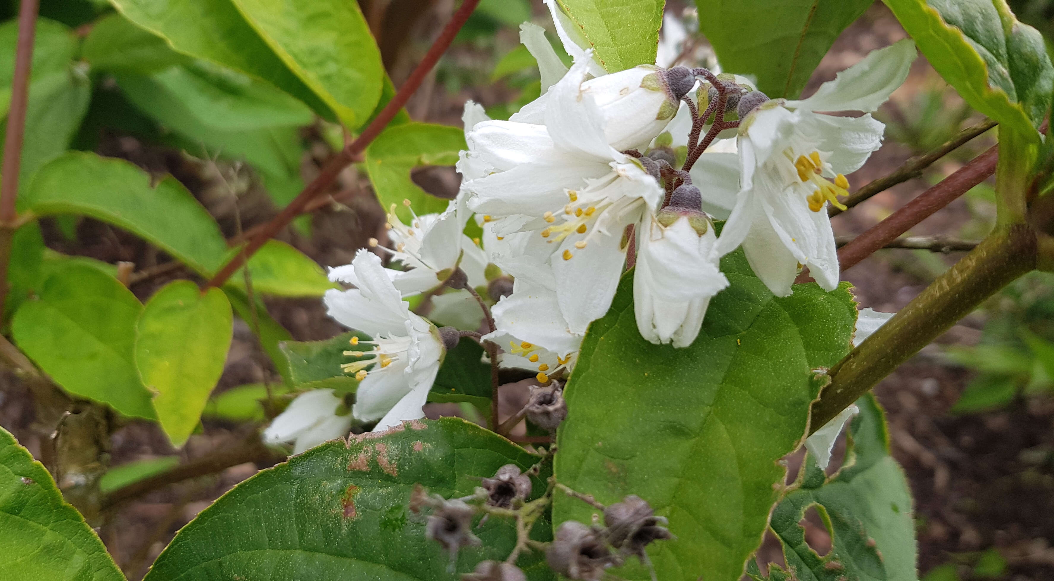 Image of fuzzy pride-of-Rochester