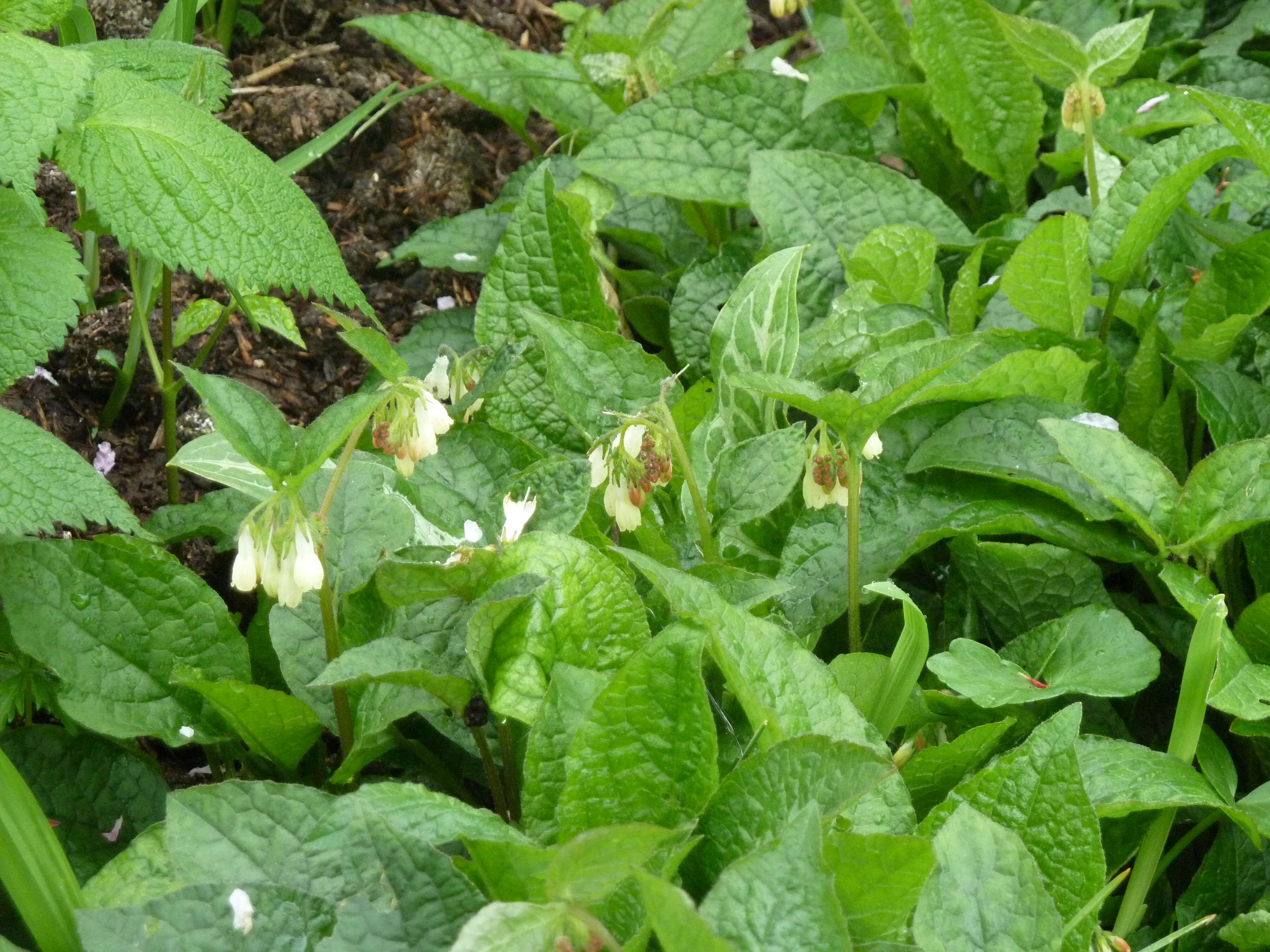 Image of Symphytum grandiflorum DC.