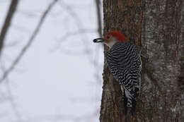 Image of Red-bellied Woodpecker