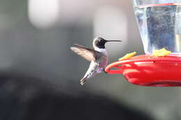 Image of Black-chinned Hummingbird