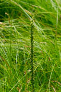 Image of Sea Arrowgrass