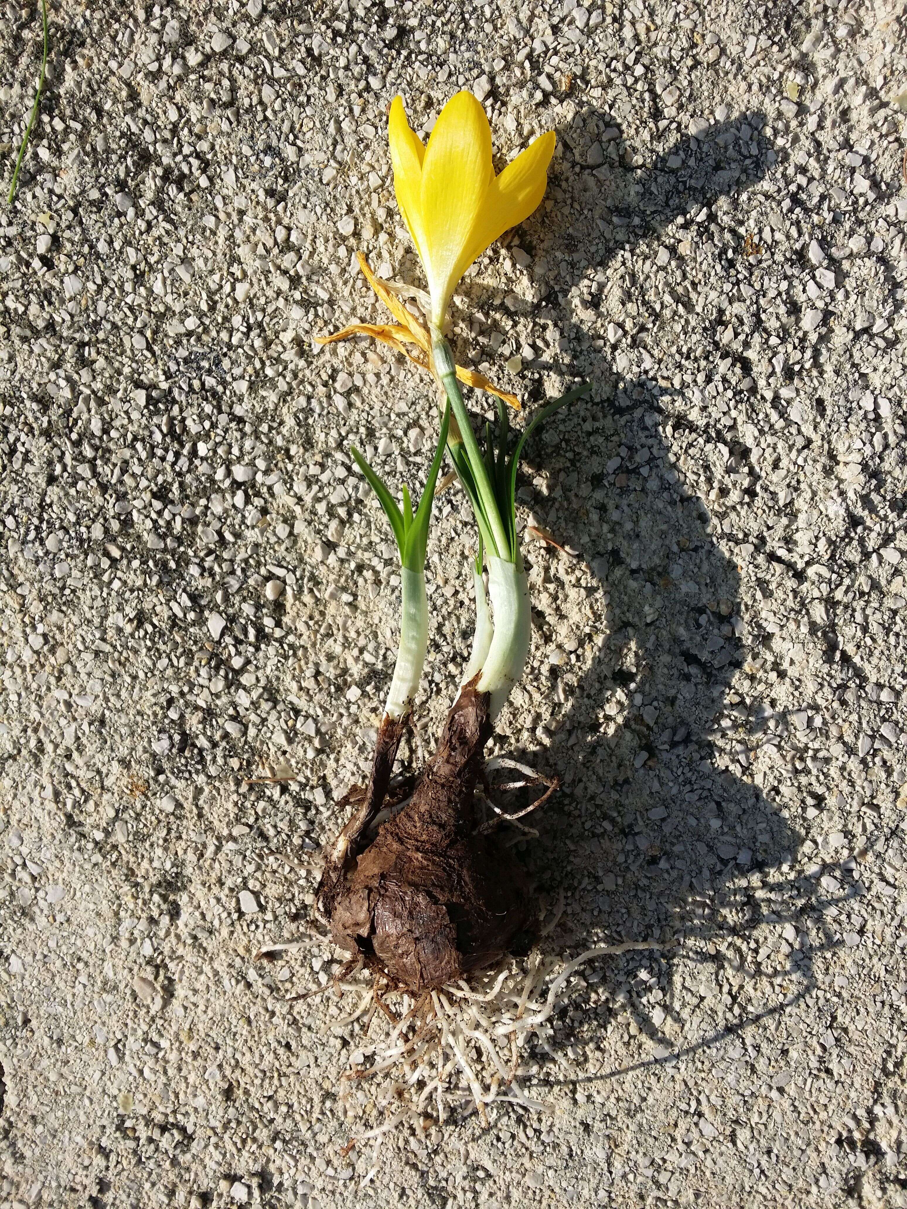 Image of winter daffodil