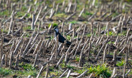 Image of Lapwing