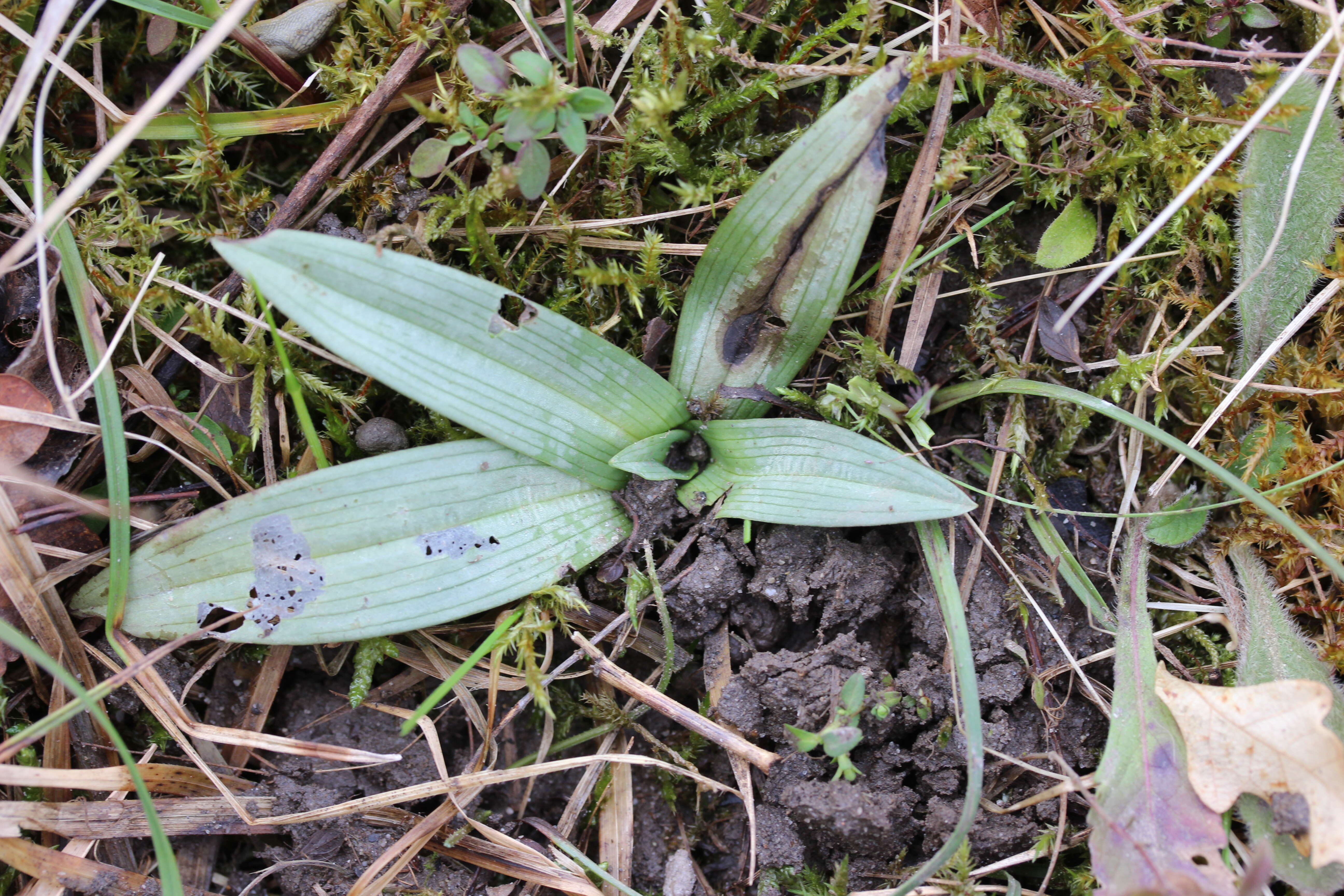 Image of Ophrys holosericea