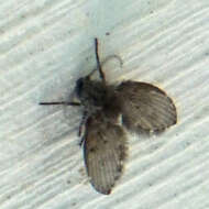 Image of Clogmia albipunctata