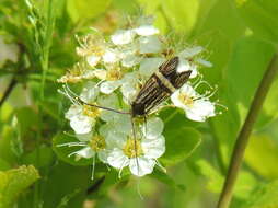 Image of Nemophora congruella Fischer von Röslerstamm 1838