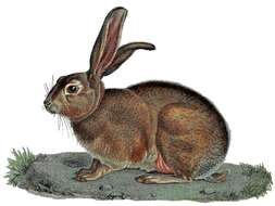 Image of Abyssinian Hare