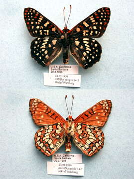 Image of Euphydryas chalcedona