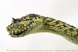 Image of Usambara Eyelash Viper