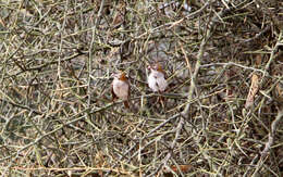 Image of Speckle-fronted Weaver