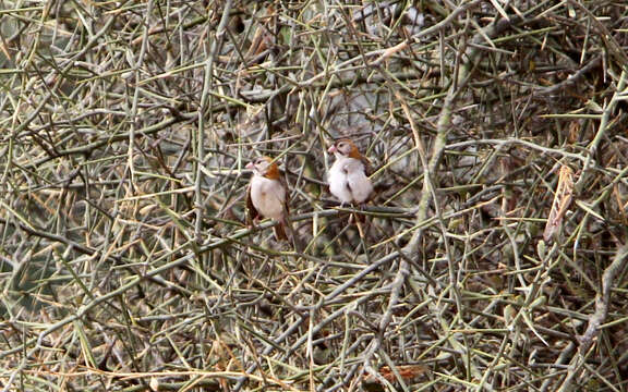 Image de Moineau quadrillé