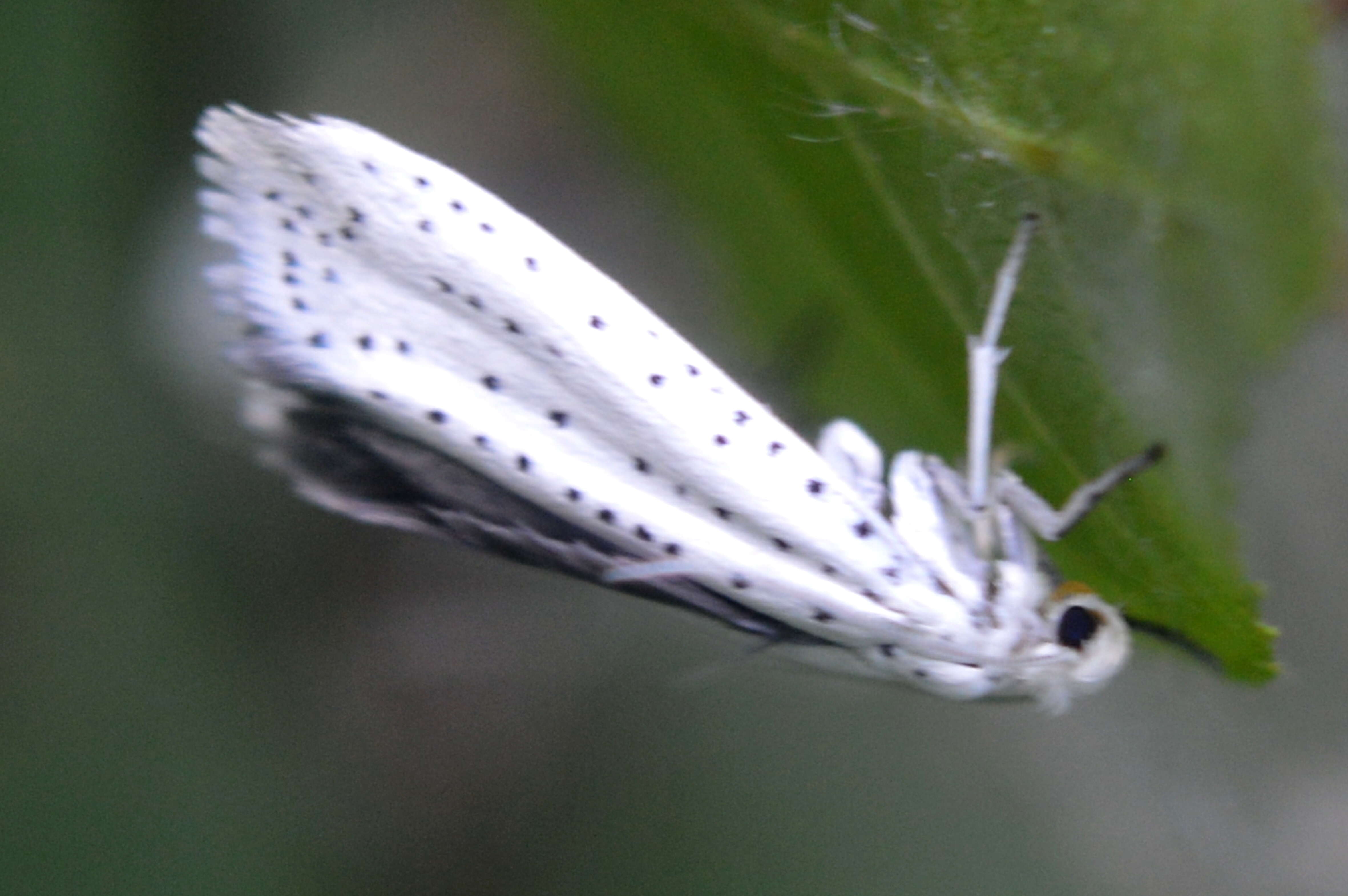 Imagem de Yponomeuta evonymella Linnaeus 1758