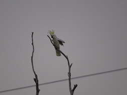 Image of Sulphur-crested Cockatoo