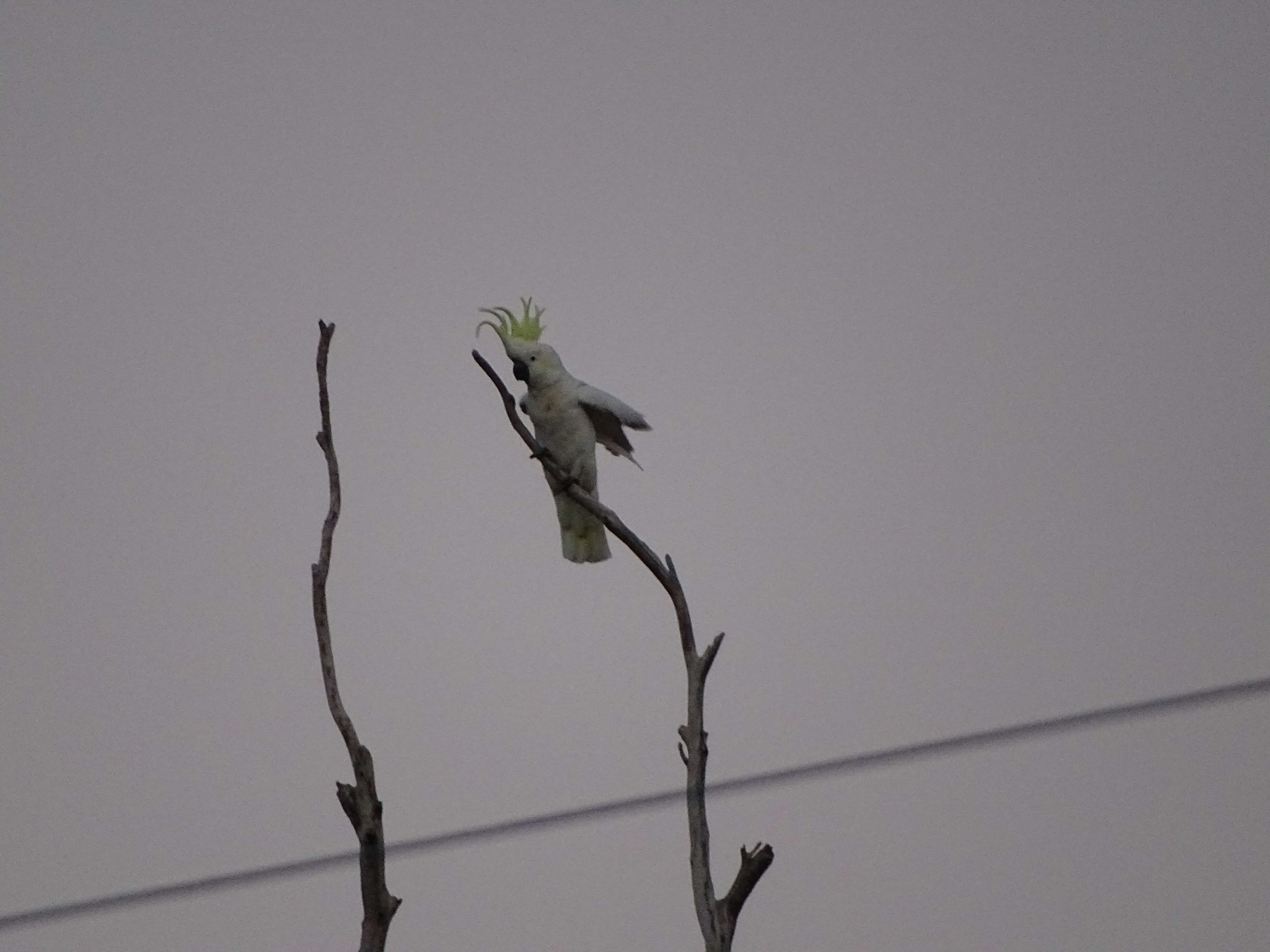 Image of Sulphur-crested Cockatoo