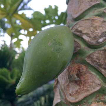 Image of Papaya ringspot virus