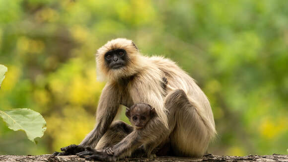 Image of Semnopithecus hypoleucos