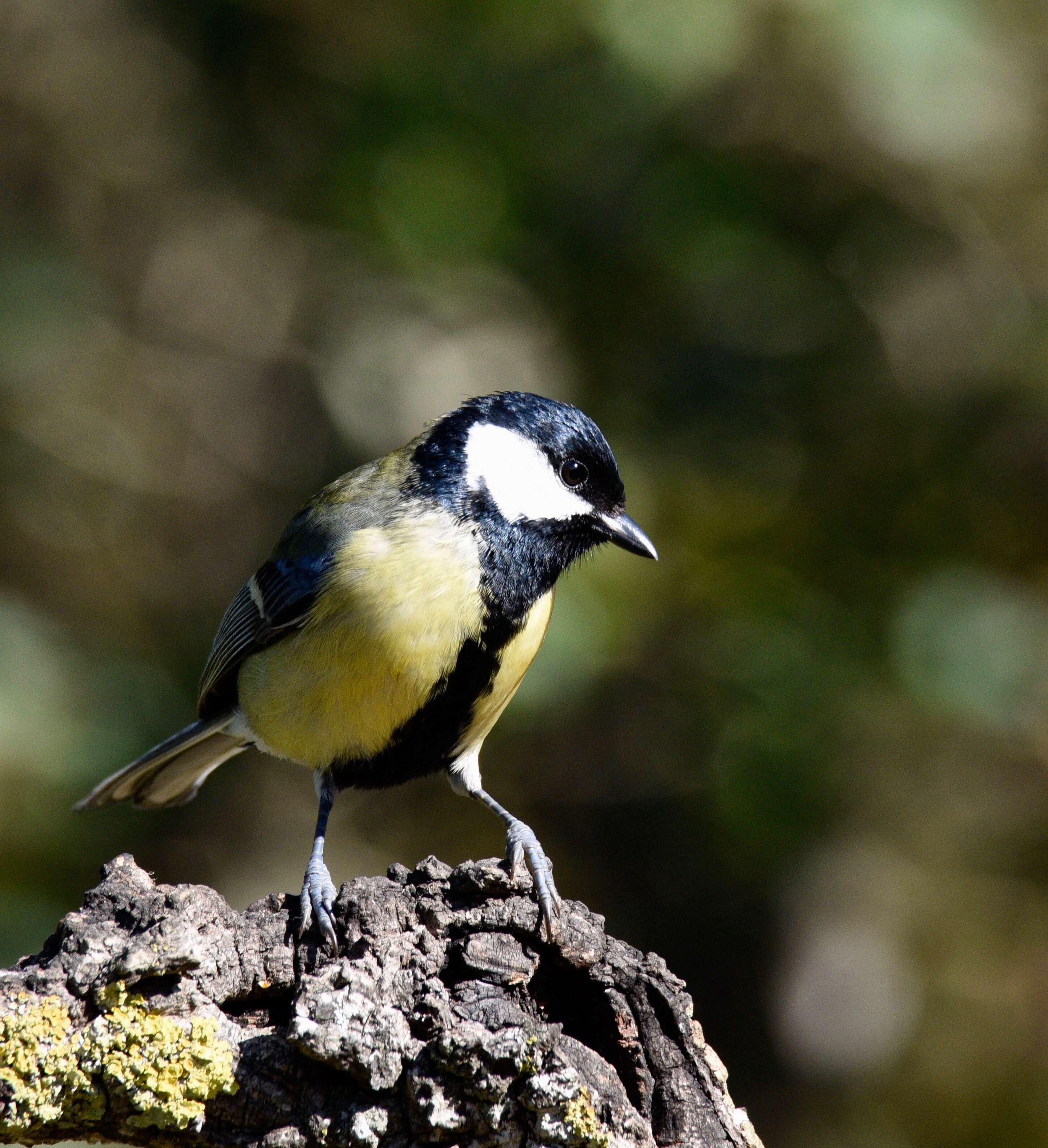 Image of Great Tit