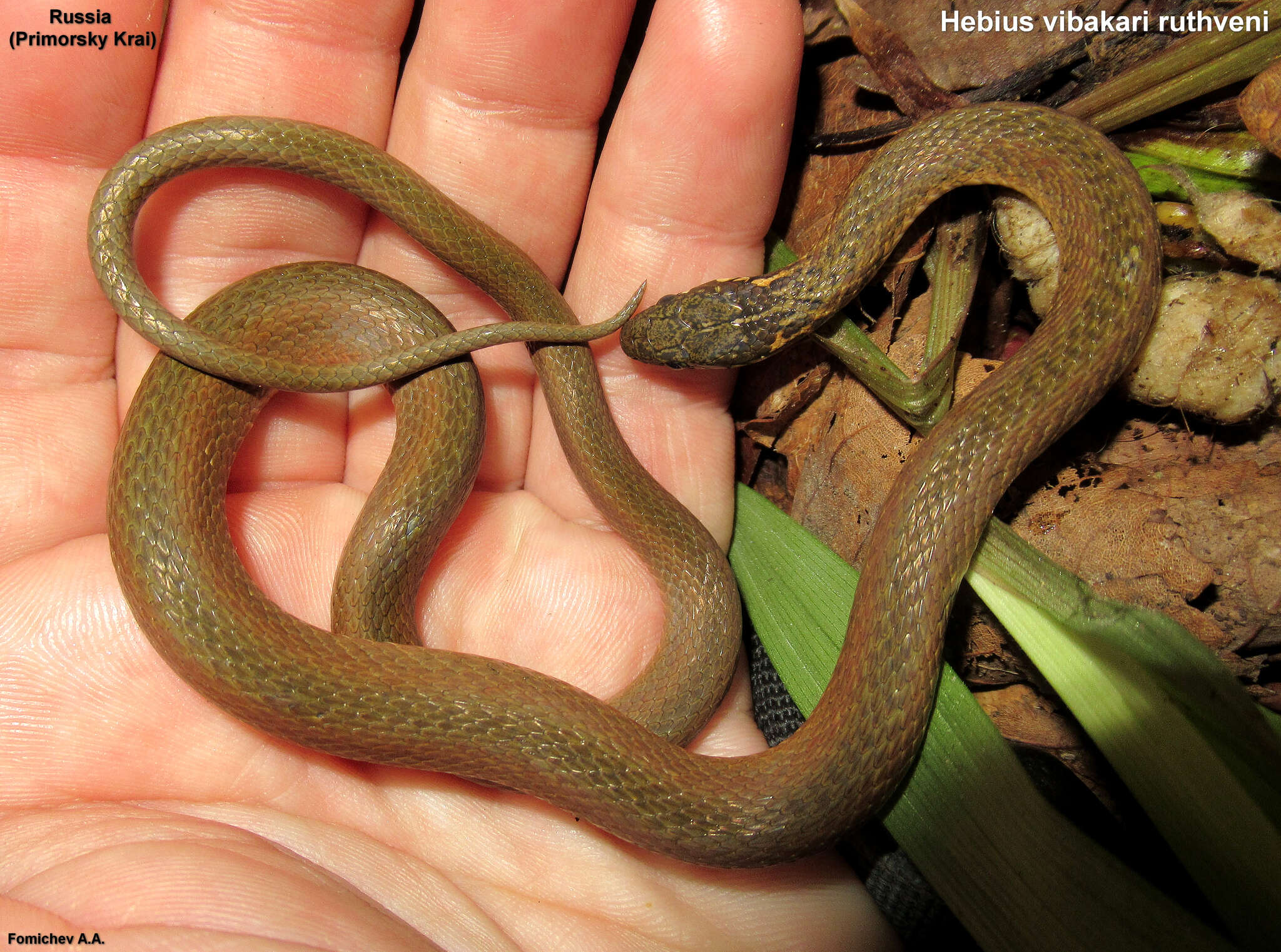 Image of Japanese Keelback