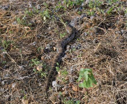 Image of Central American Boa