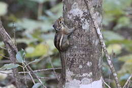 Image of Maritime Striped Squirrel