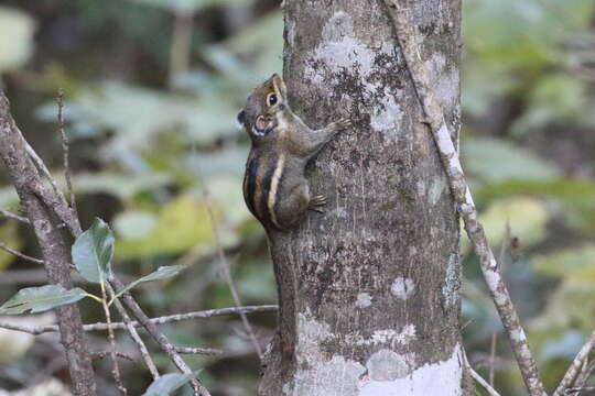 Image of Maritime Striped Squirrel