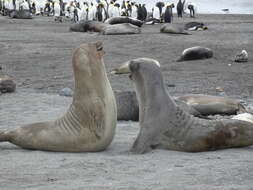 Image of South Atlantic Elephant-seal