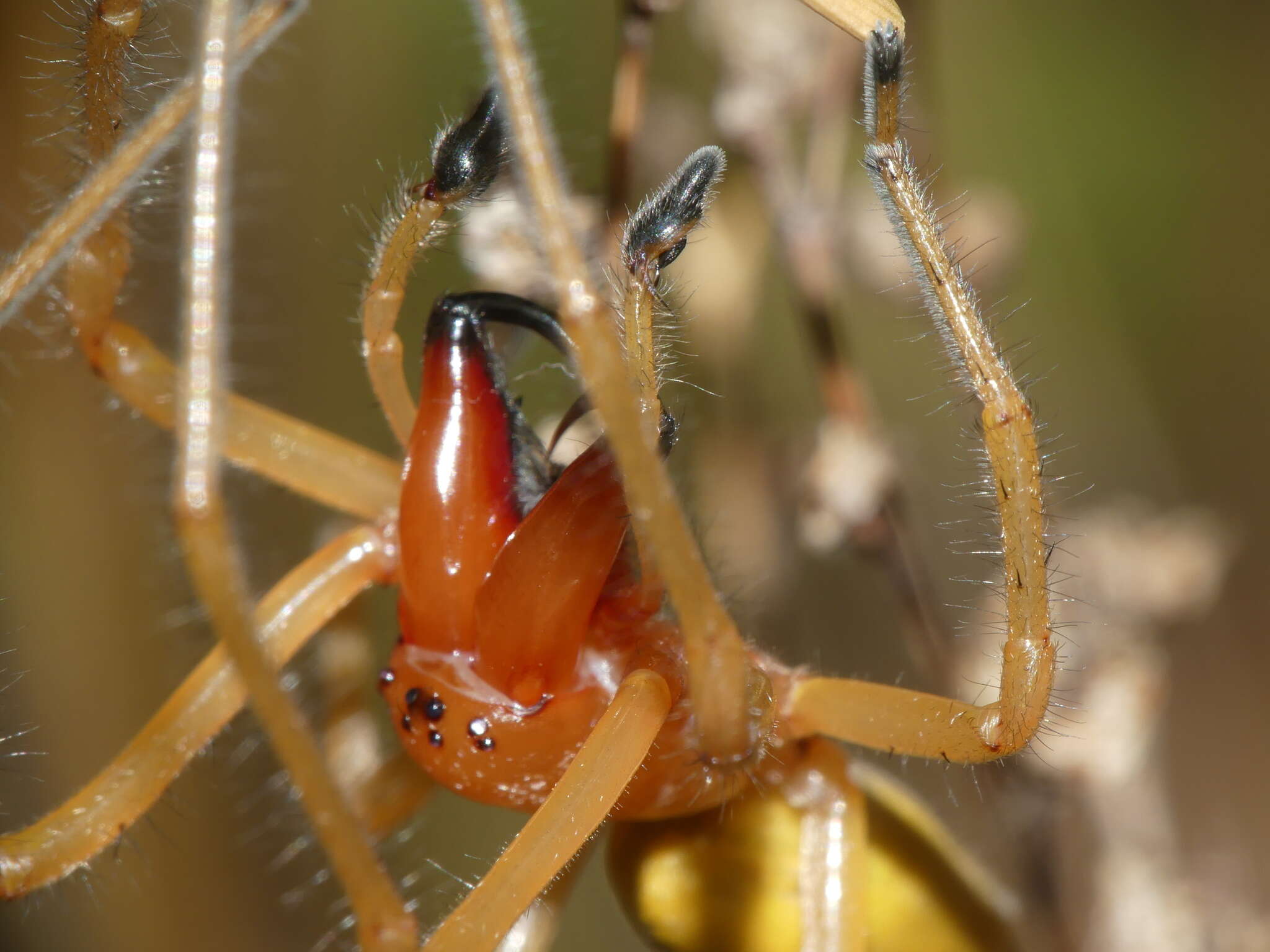 Image of Cheiracanthium punctorium (Villers 1789)