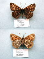 Image de Melitaea diamina